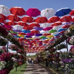Miracle Garden